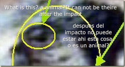 impacto y animal_3